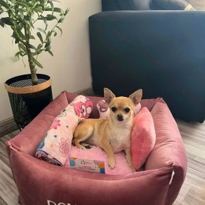 Cama de felpa cuadrada